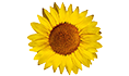 Kate Morris Celebrant Logo