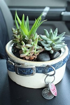 Pet Memorials Image
